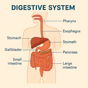 Read more about the article Book Review: Follow Your Gut: How a Healthy Gut Leads to a Healthy Life